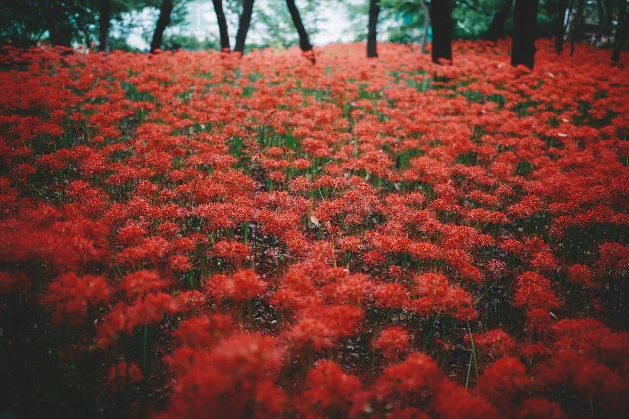 Покажи фото красного Pin by Alyona Vasilyeva on Photography Flowering trees, Nature, Flowers