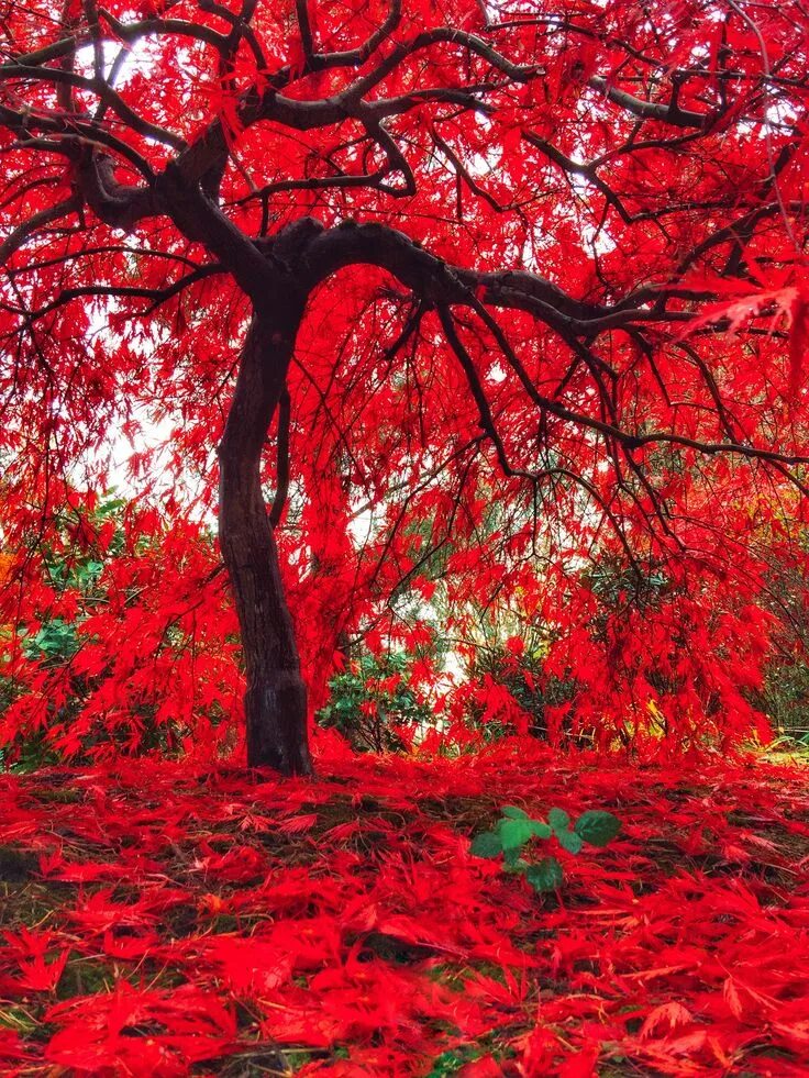 Покажи фото красного Crimson Canopy Instagram