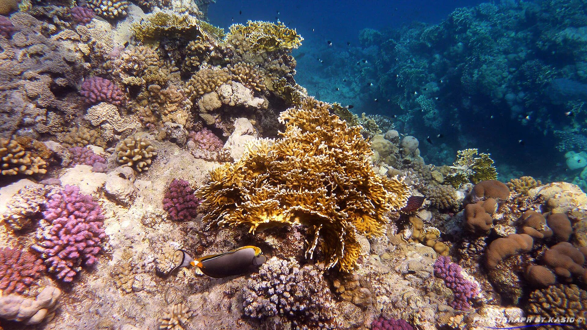 Покажи фото красного моря Protecting the Red Sea from shipping - Ship Technology