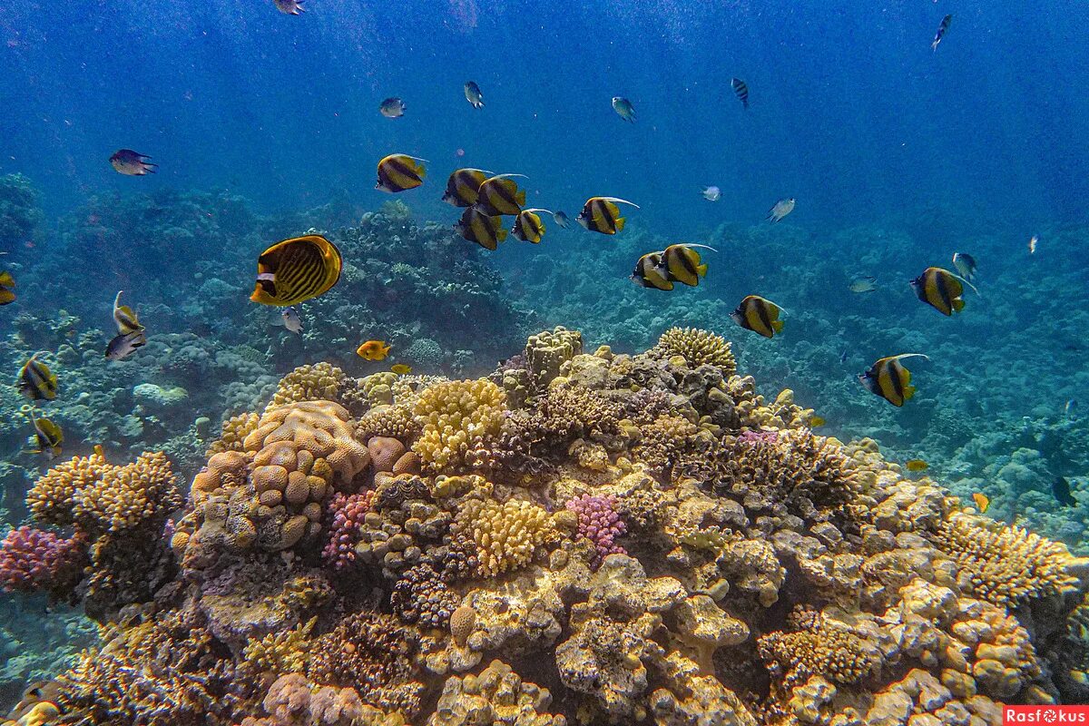 Покажи фото красного моря Фото: Стайка рыбок на кораллах Шарм эль Шейха. /Красное море, Египет./. Студийны