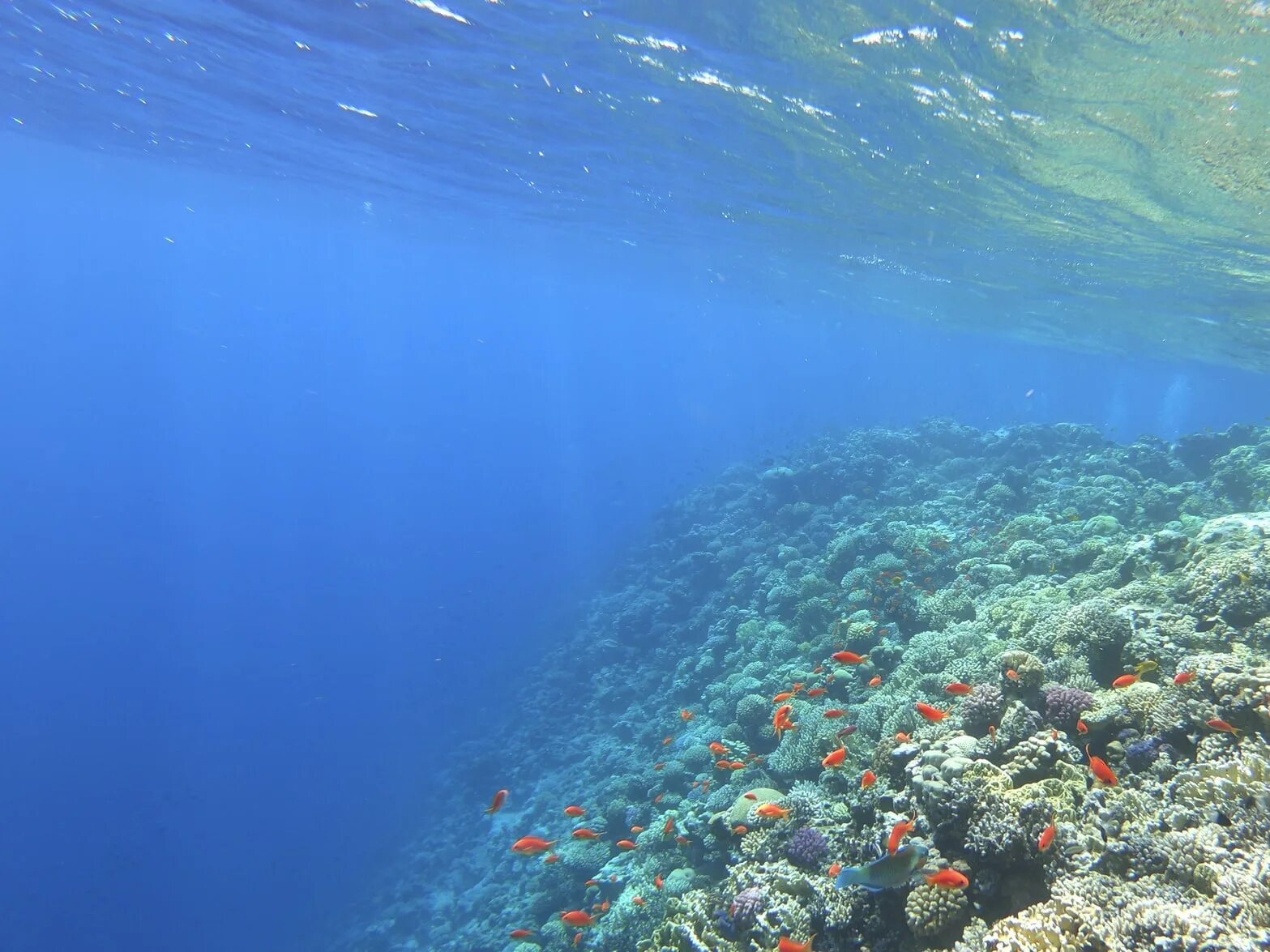 Покажи фото красного моря Где туристы могут посетить самый лучший дайвинг