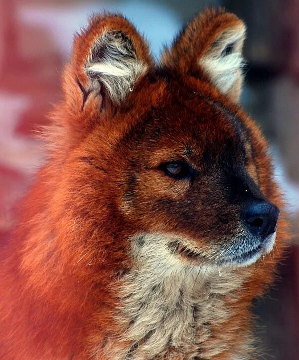 Покажи фото красного волка Красный волк Red wolf Животные, Собаки, Волк