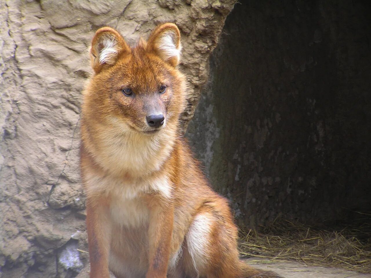 Покажи фото красного волка Красный волк - Nikkuro - КОНТ