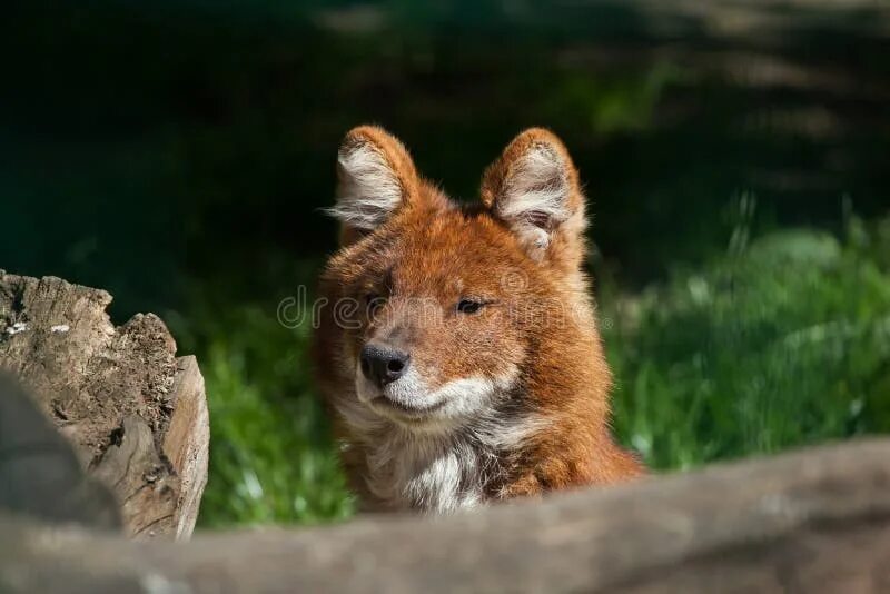 Покажи фото красного волка Dhole, Cuon Alpinus, an Asian Canid, Stock Photo - Image of predator, cuon: 1730