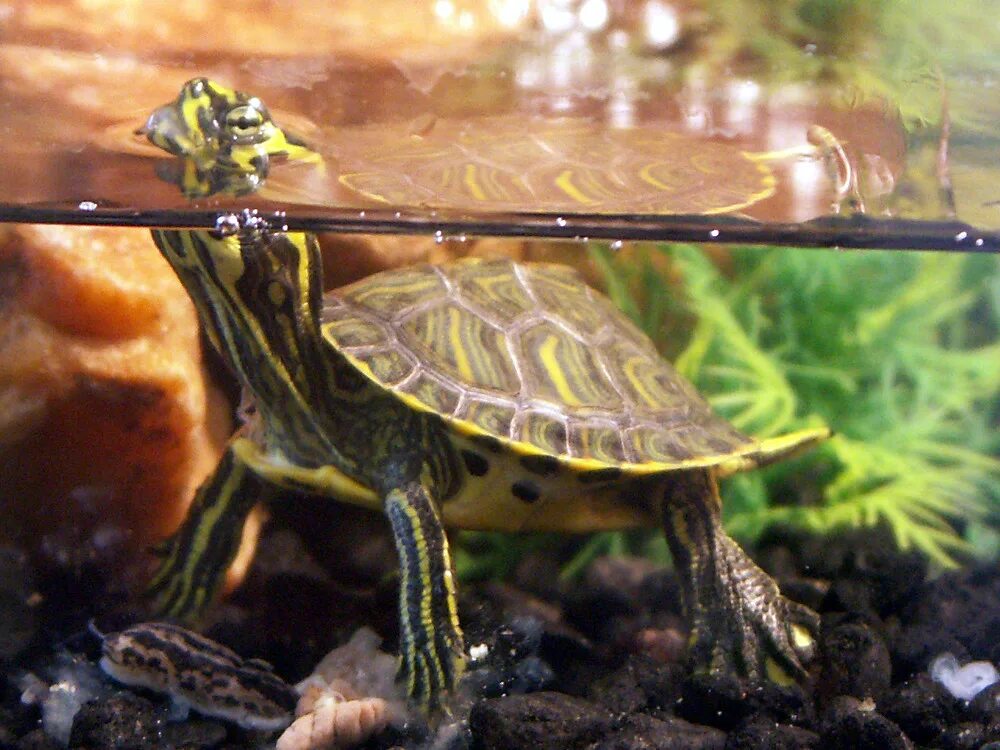 Покажи фото красноухих черепах OUR PET TURTLE Rocky is fun to watch, especially when he i. Flickr