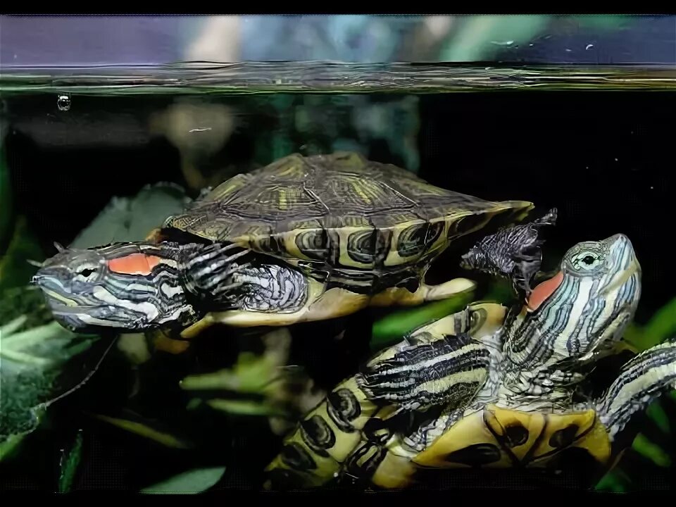 Покажи фото красноухих черепах Aquatic Turtle Care Guide - YouTube