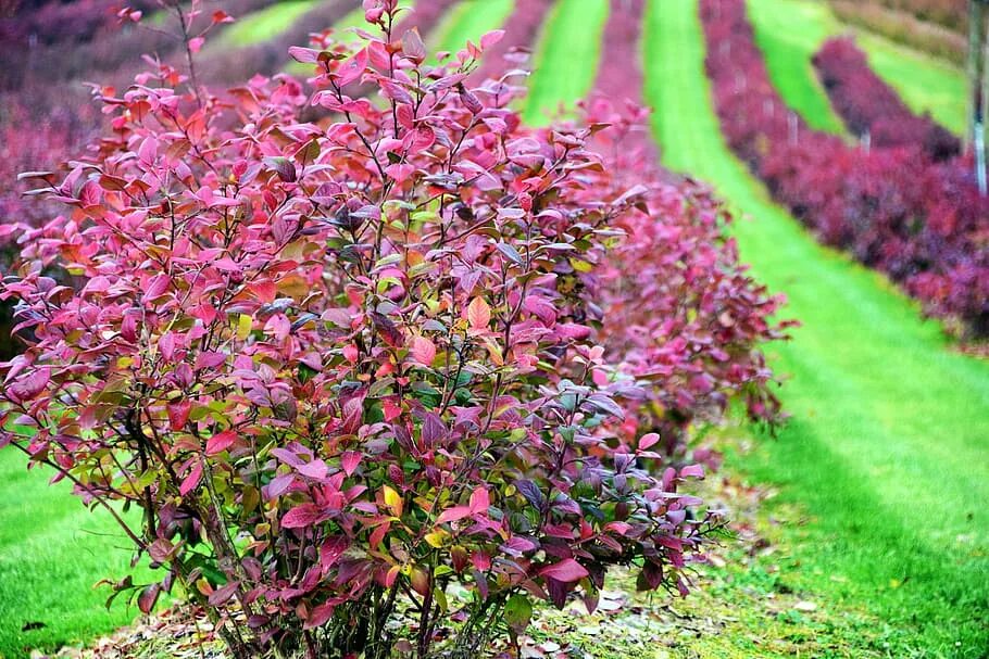 Покажи фото кустарников Beer shrubs in autumn 1080P, 2K, 4K, 5K HD wallpapers free download Wallpaper Fl