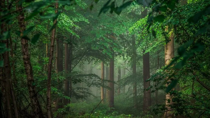 Покажи фото леса Cool Desktop Background: Misty Forest