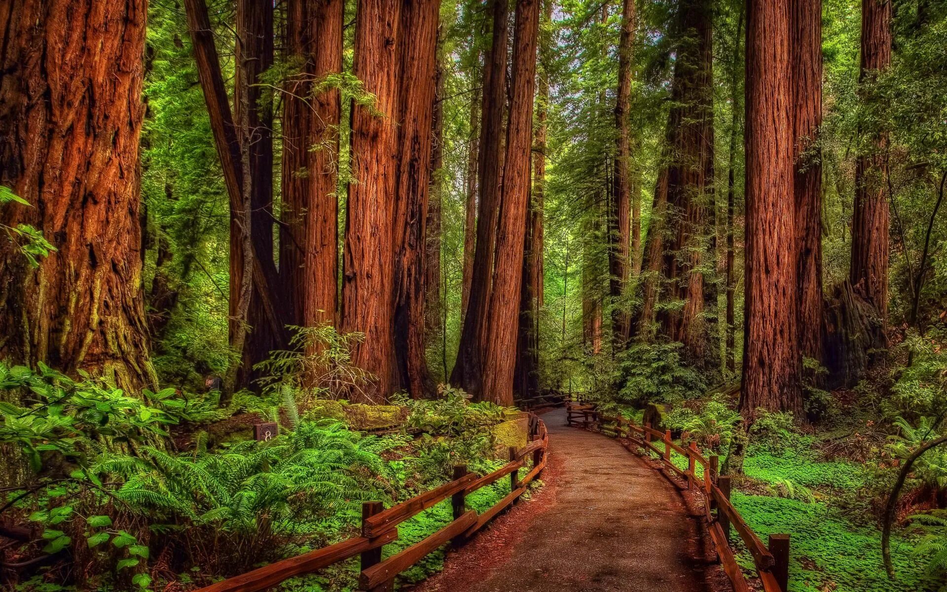 Покажи фото леса 30+ Redwood Wallpapers Muir woods national monument, Forest wallpaper, Redwood f