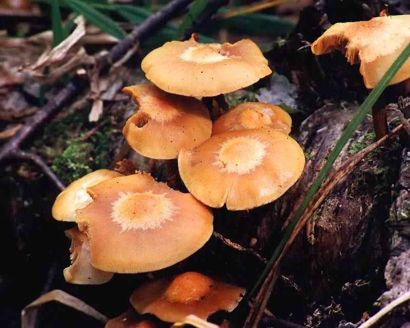 Покажи фото летнего опенка Опёнок летний (Kuehneromyces mutabilis). Фото на сайте "Грибы Калужской области"