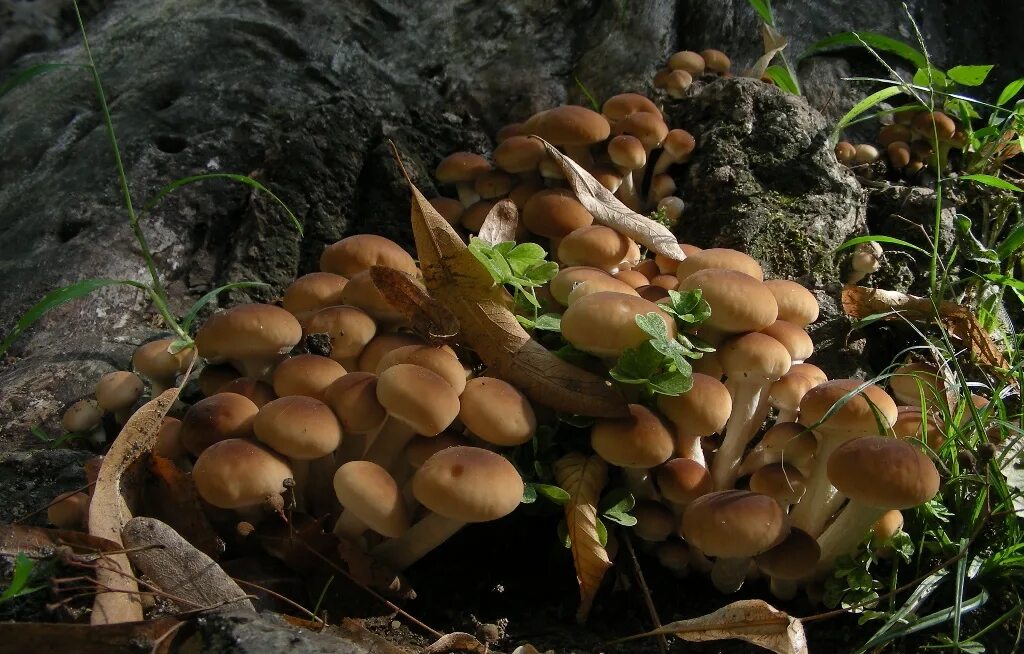 Покажи фото летнего опенка Полёвка цилиндрическая (Cyclocybe cylindracea) фото и описание