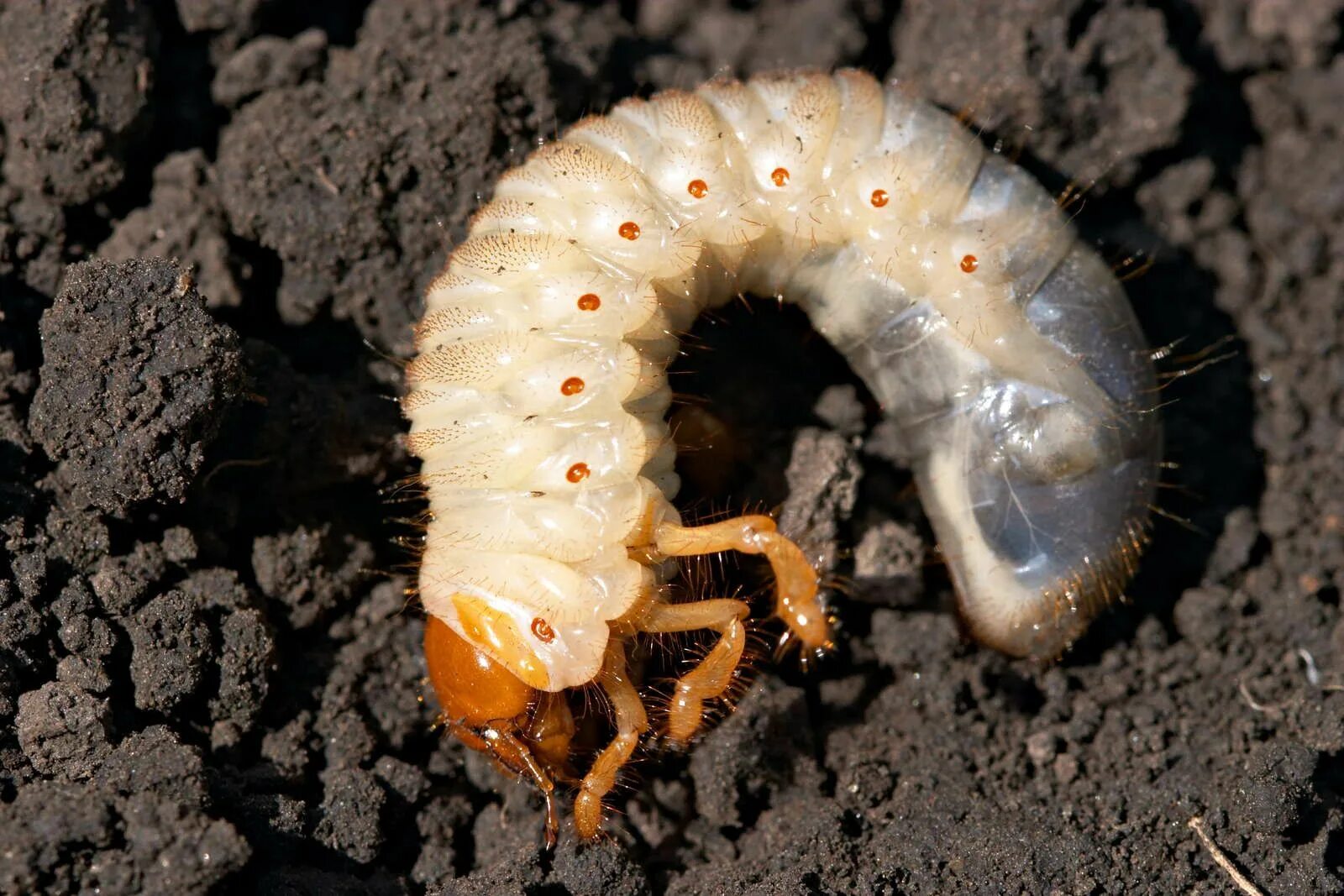 Покажи фото личинки майского жука Engerlinge: Käferlarven bestimmen & erfolgreich bekämpfen - Plantura Lawn pests,