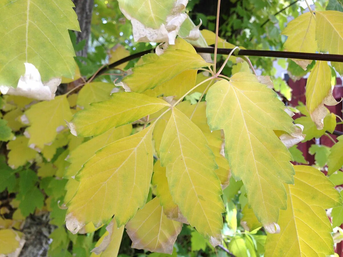 Покажи фото листьев File:2014-10-11 12 48 07 Box Elder Maple foliage during autumn in Elko, Nevada.J