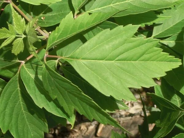 Покажи фото листьев Ashleaf maple - Acer negundo North Carolina Extension Gardener Plant Toolbox