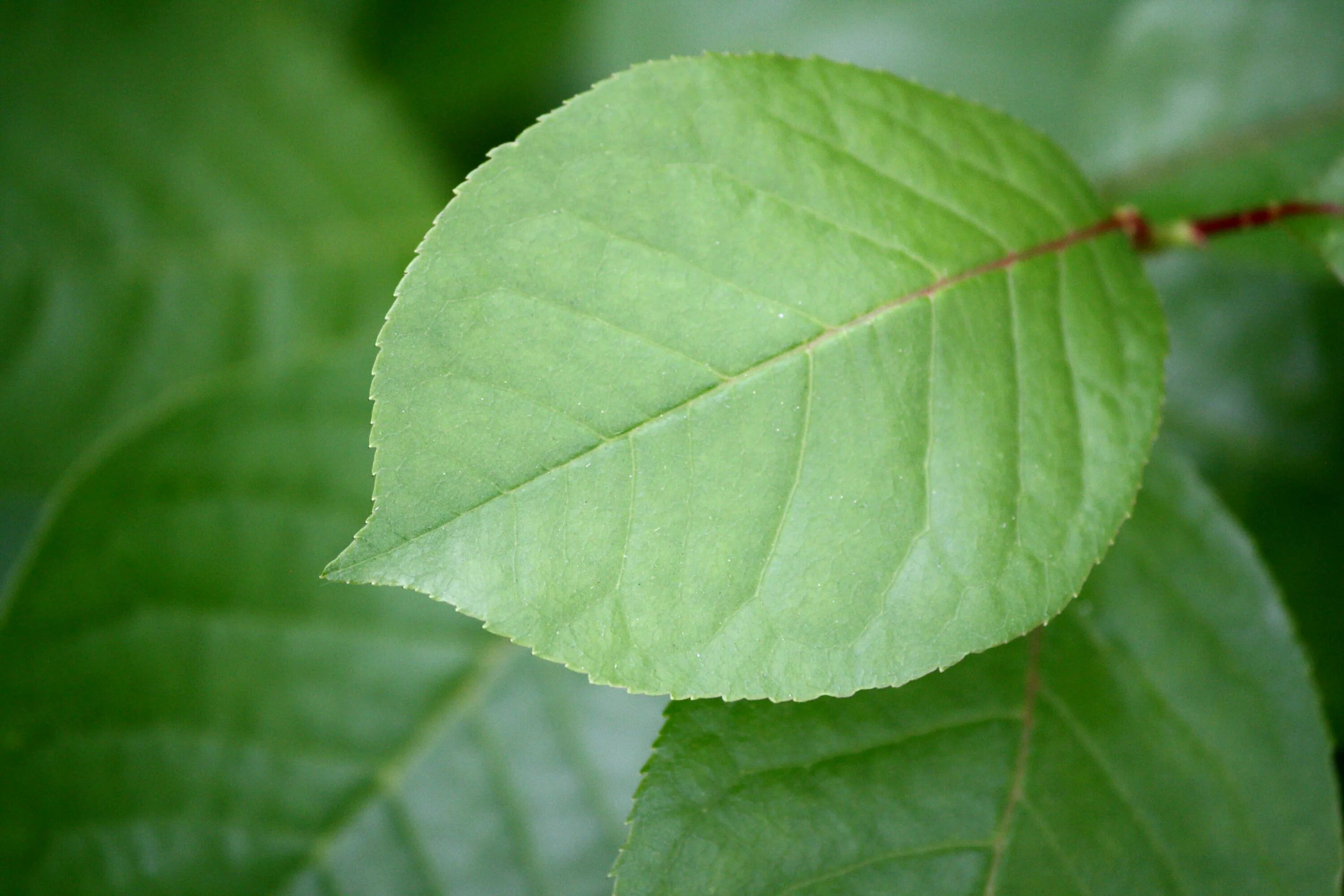 Покажи фото листьев Condition leaves