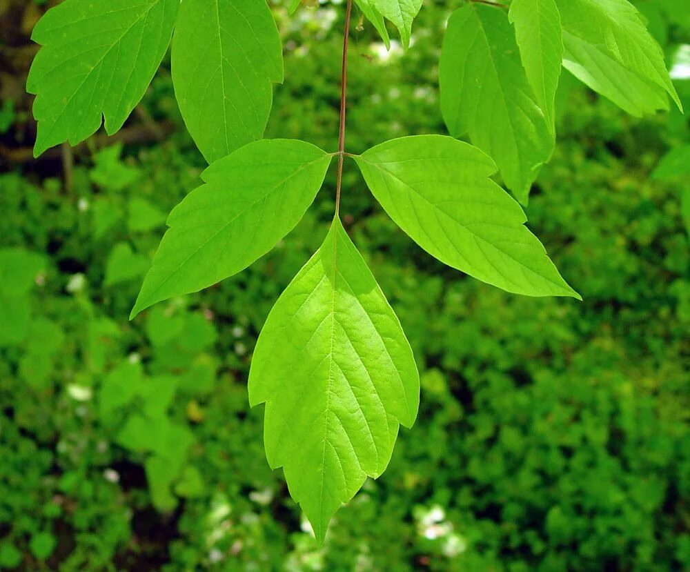 Покажи фото листьев Acer negundo - Box elder. Leaf. Family Aceraceae. Plants, Plant leaves, Seedling