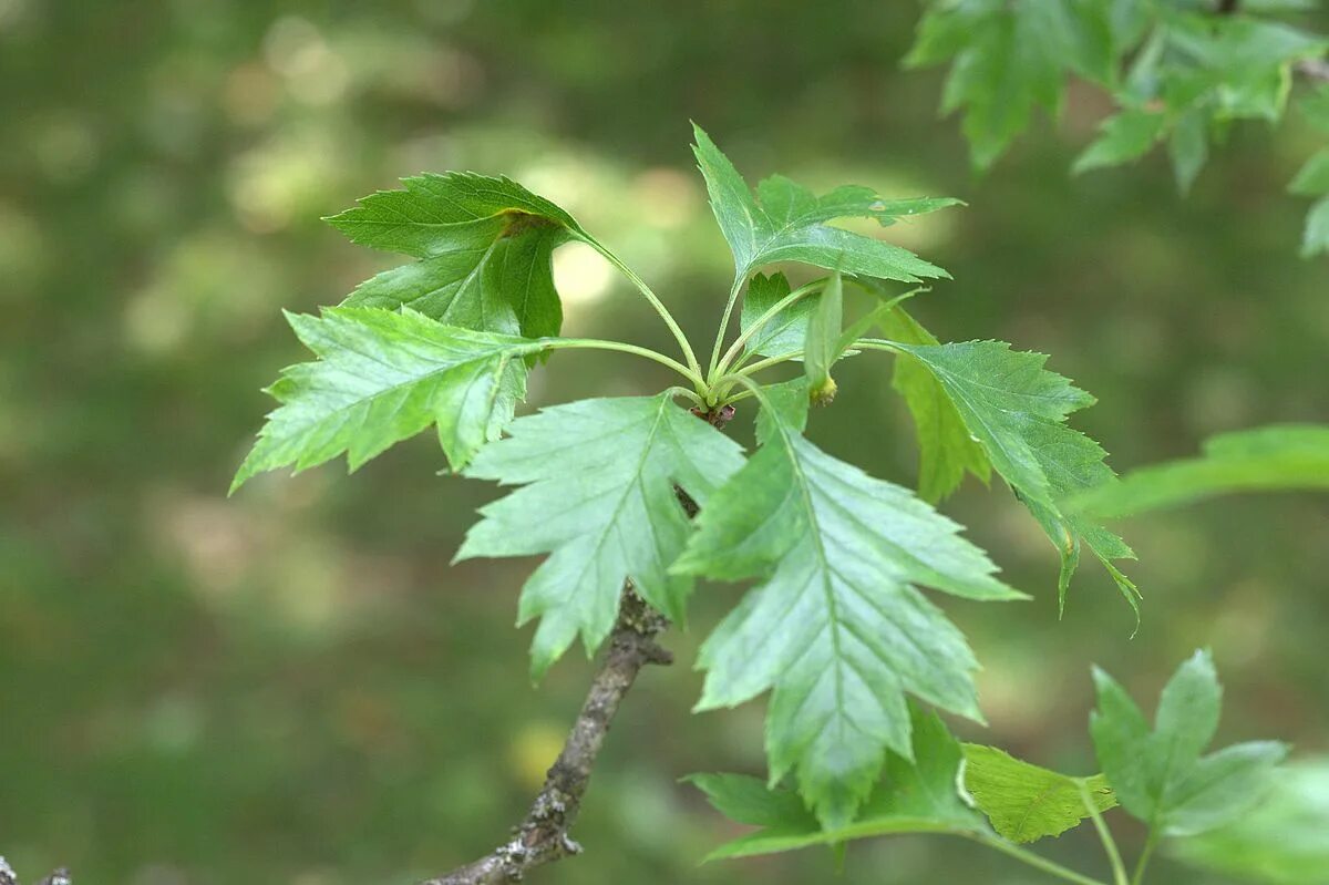 Покажи фото листьев ไ ฟ ล:Crataegus pinnatifida v. pubescens leaves.jpg - ว ก พ เ ด ย