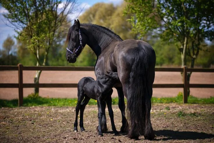 Покажи фото лошади horsemom Farm animals decor, Horses, Horse pictures