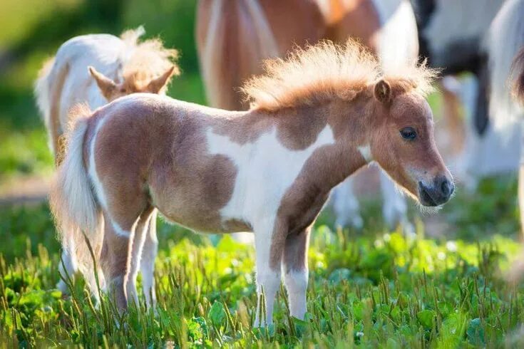 Покажи фото лошади All You Need To Know About Miniature Horse Miniature horse, Mini horse, Horses