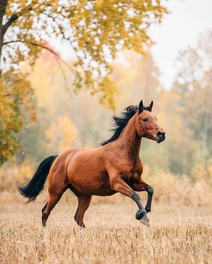 Покажи фото лошади Flower-whisper: Photo Horses, Horse pictures, Pretty horses