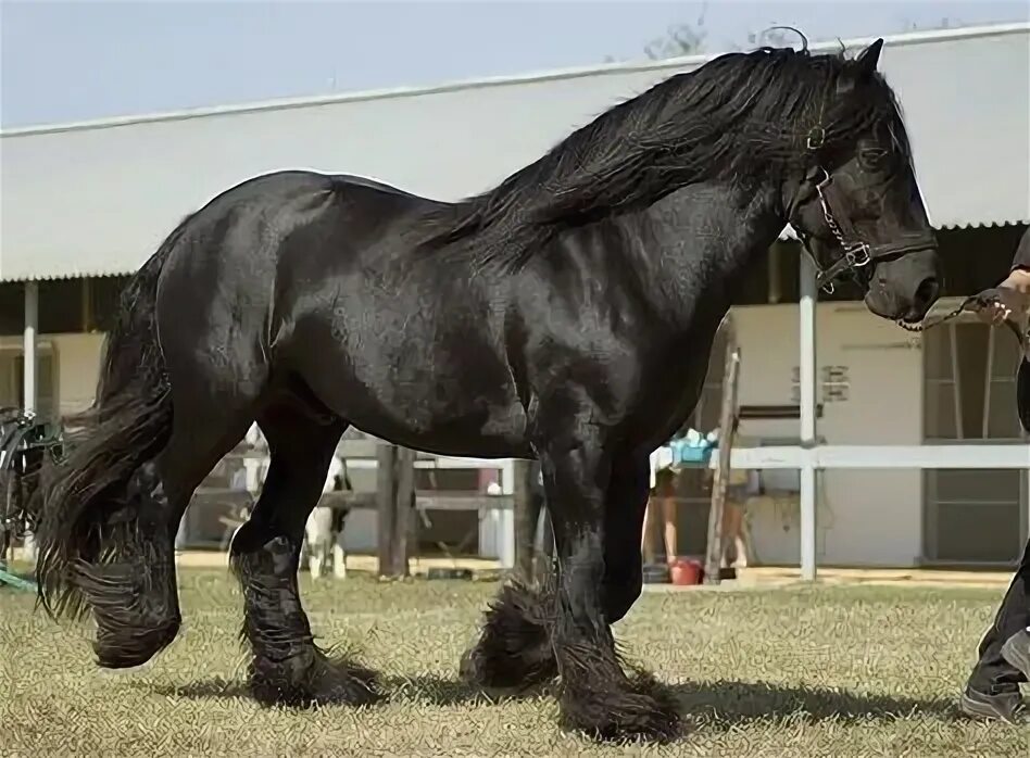 Покажи фото лошади Top 10 black draft horse ideas and inspiration