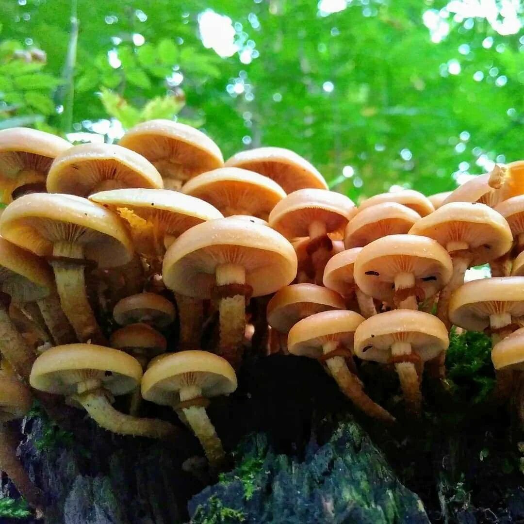 Покажи фото ложного опенка Картинки ложных опят