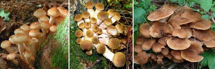 Покажи фото ложного опенка Чем отличаются летние и осенние опята?