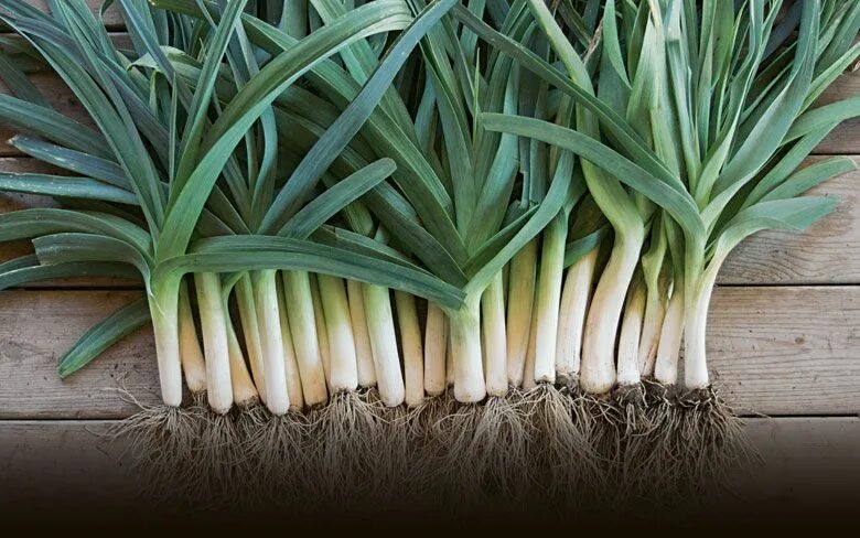 Покажи фото лук порей Leek growing guide Growing vegetables, Plants, Growing food