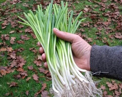 Покажи фото лука Green Onion, White Spear (Organic) - Adaptive Seeds Garden plants vegetable, Gre