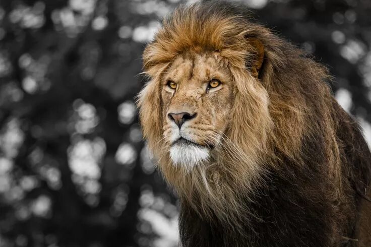 Покажи фото льва The King by Troels Kinthof - Photo 85813765 / 500px Lion images, Lion and liones