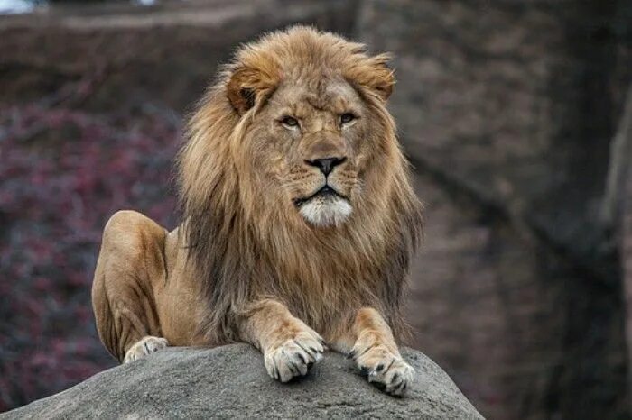 Покажи фото льва Lion King Think of the movie 'Lion King' and you aren’t far off. Just imagine th