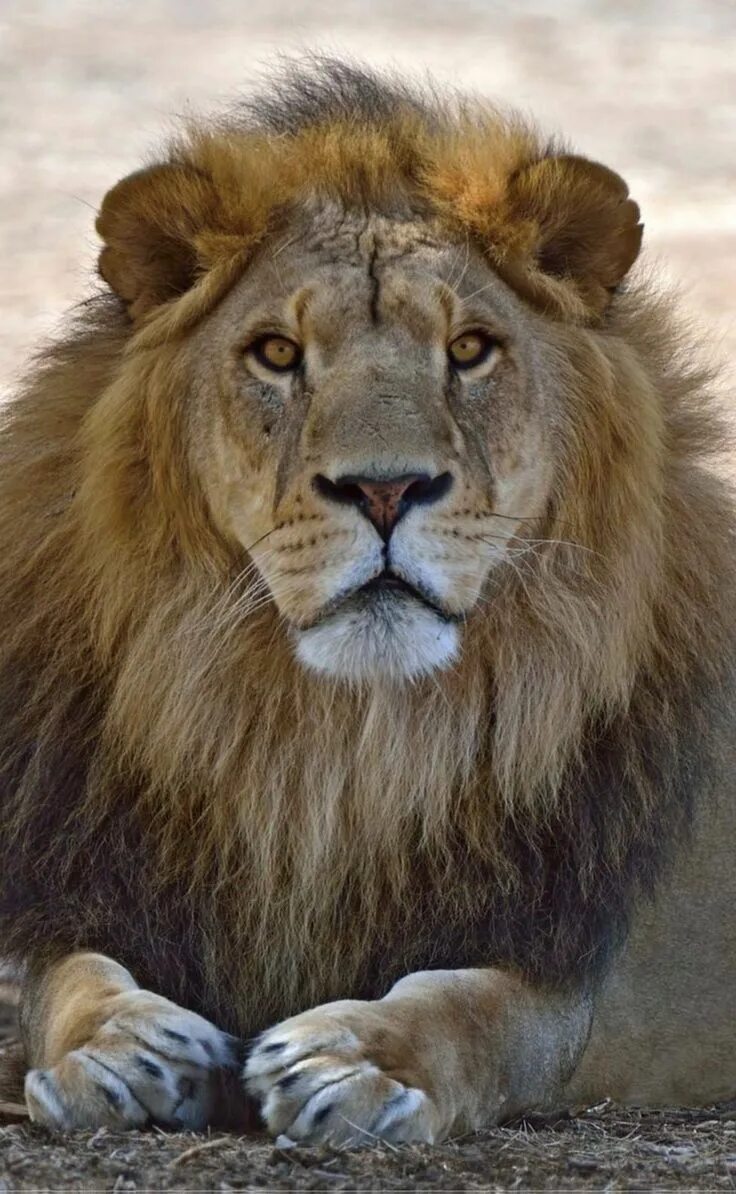 Покажи фото льва Pin by Michael Edward Nardachioni on Projects to Try Animals beautiful, Lion, An