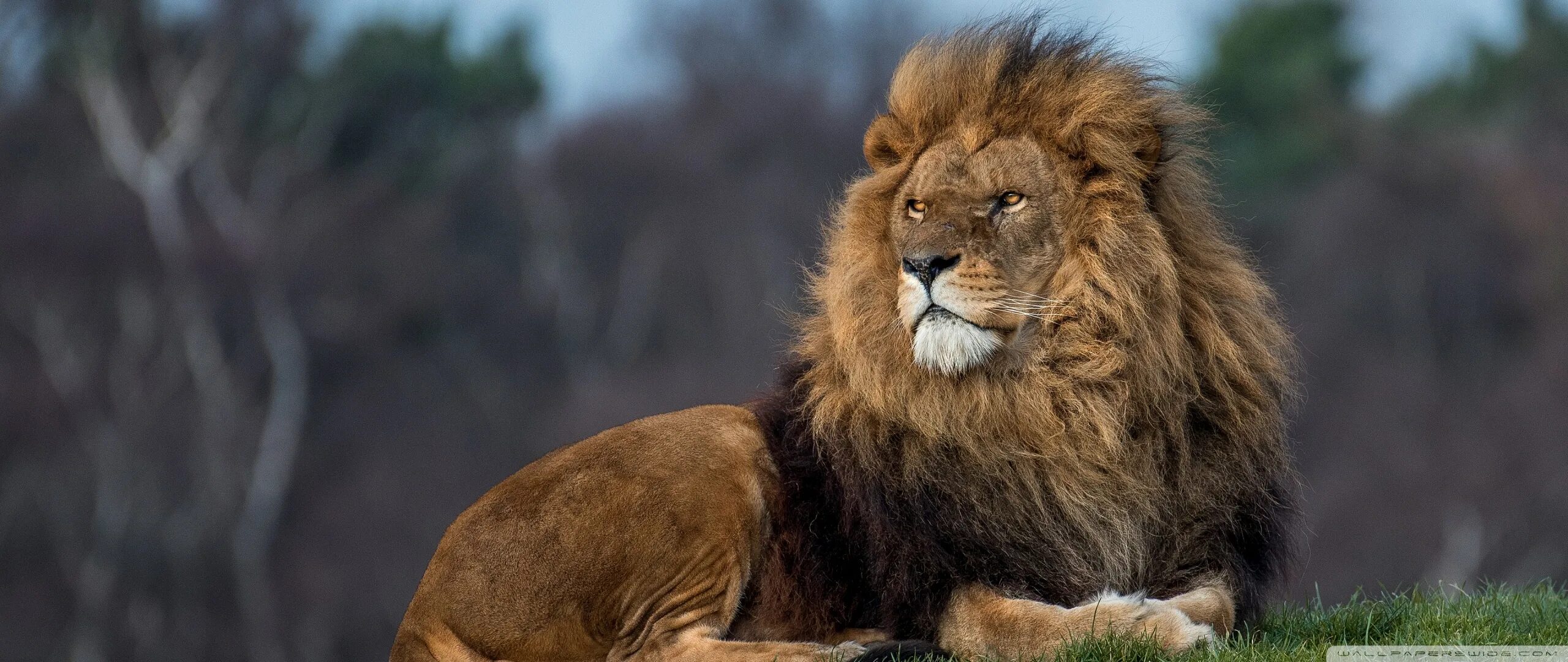 Покажи фото льва Lion King Ultra HD Desktop Background Wallpaper for 4K UHD TV : Widescreen & Ult