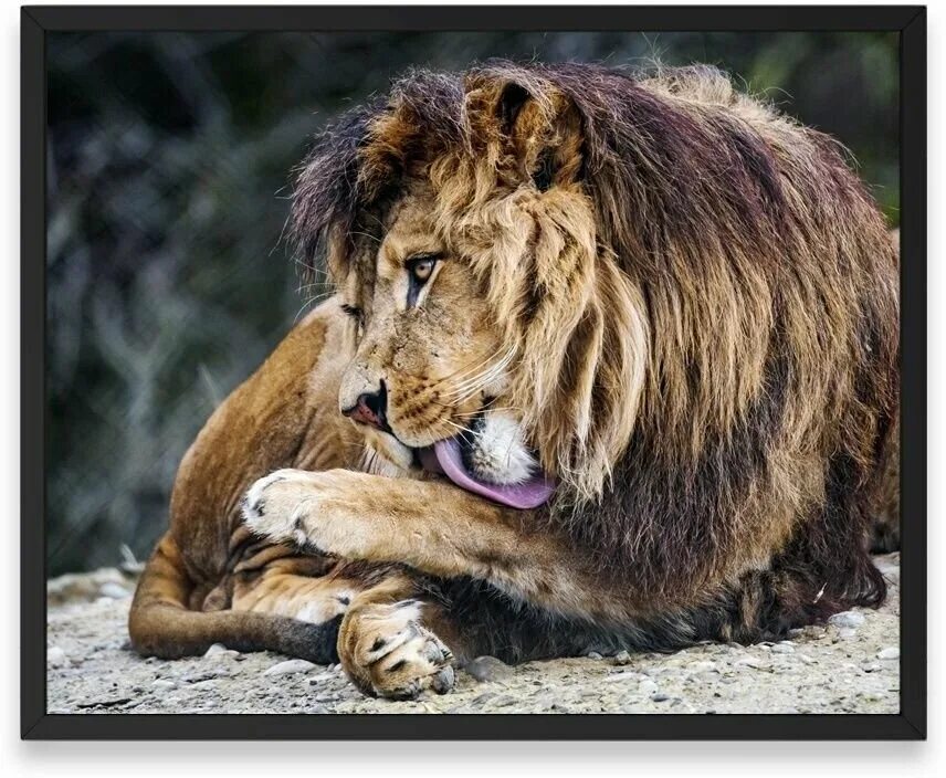 Покажи фото льва Постер на стену, Животные Лев Высунутый Язык - купить в интернет-магазине по низ