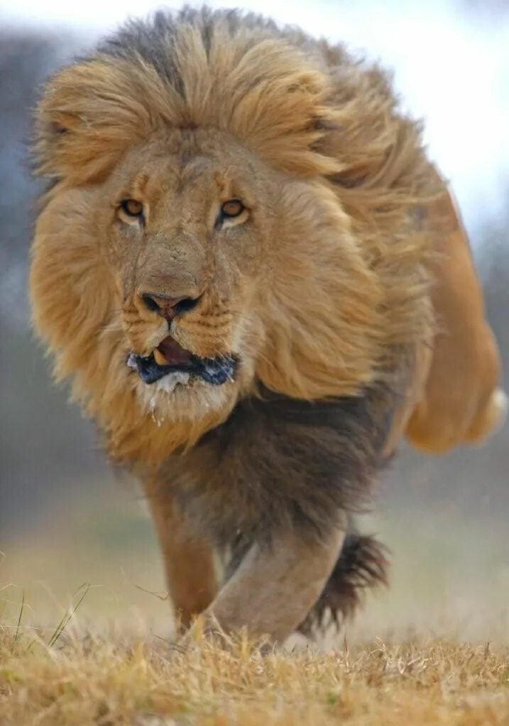 Покажи фото льва Lion Animals wild, Animals, Animals beautiful