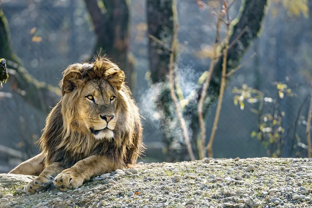 Покажи фото льва Atlas smoking again A portrait of Atlas lying in the sun. Flickr
