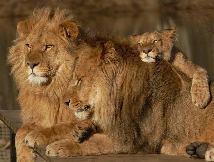 Покажи фото львов lions - family portrait 3 Lion family, Lion pictures, Lion photography