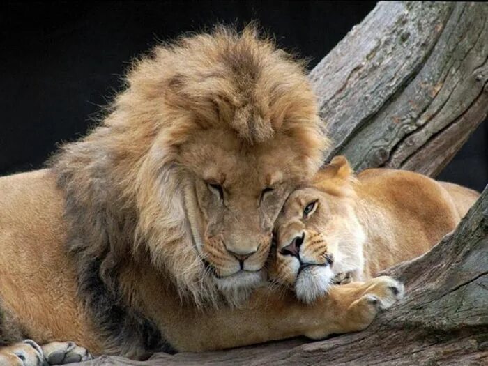 Покажи фото львов Imagens impressionantes mostram o amor na vida animal Cute animals, Lion couple,