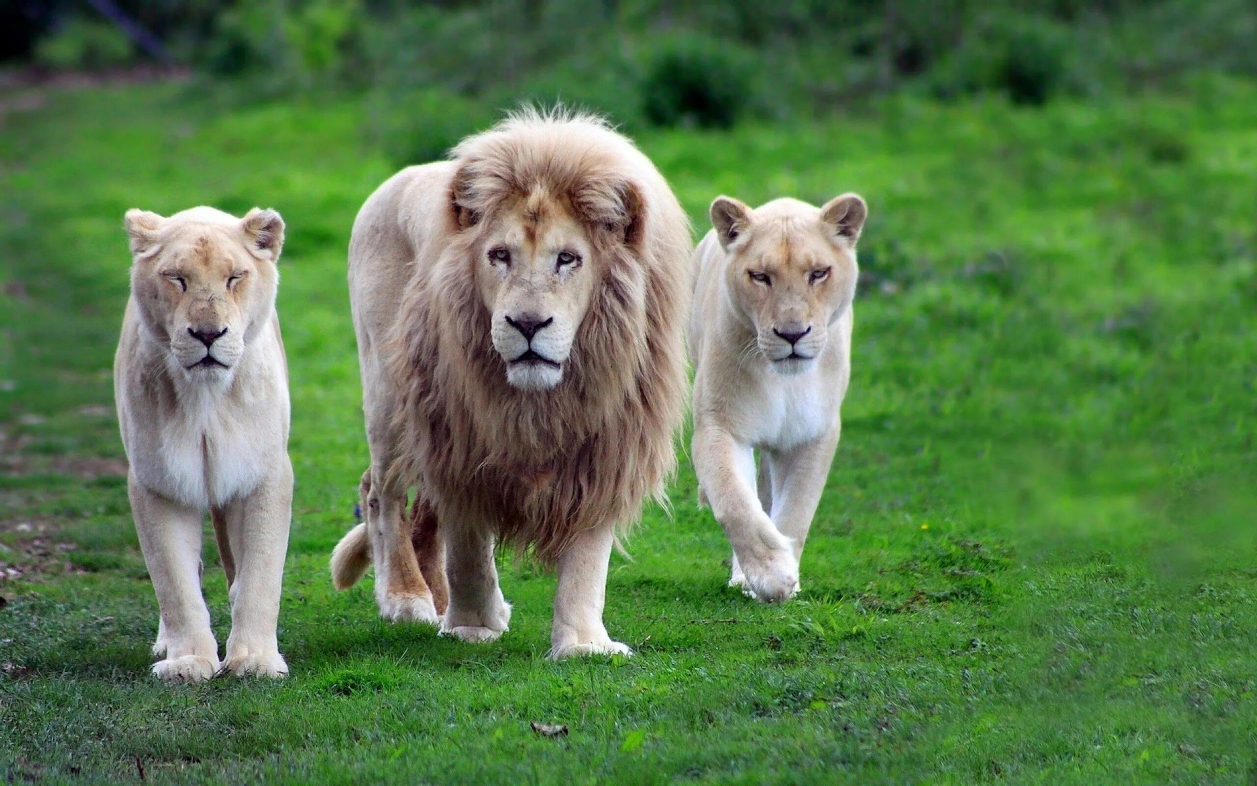 Покажи фото львов Family portrait #lions Wild animal wallpaper, Lion images, Animals images