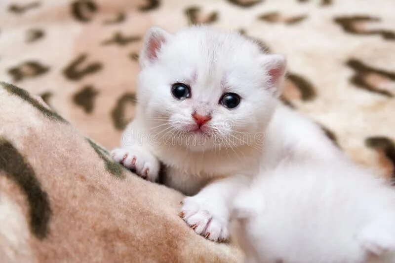 Покажи фото маленьких котиков Cute Little British Kitten Playing with Feathers Stock Photo - Image of ginger, 