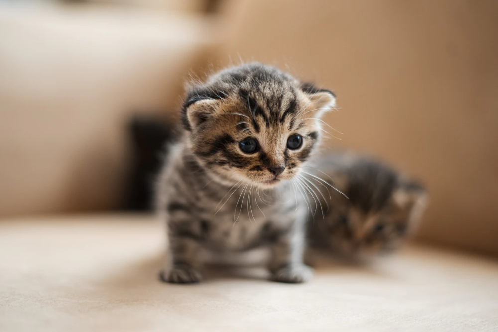 Покажи фото маленьких котиков brown tabby kitten on white textile photo - Free Cat Image on Unsplash แ ม ว, แ 