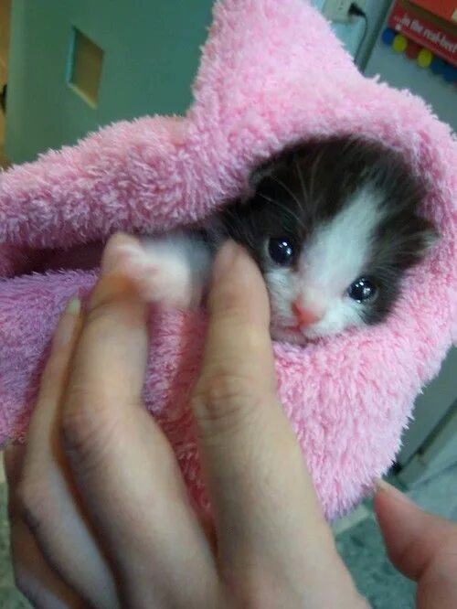 Покажи фото маленьких милых котят Hello, world. http://cute-baby-animals-452.blogspot.com Baby cats, Kittens cutes