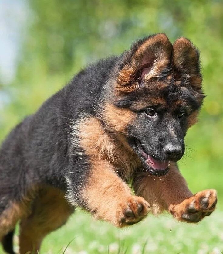 Покажи фото маленьких овчарок Pin by Soulless Echo on Dags Cute german shepherd puppies, Shepherd puppies, Bea