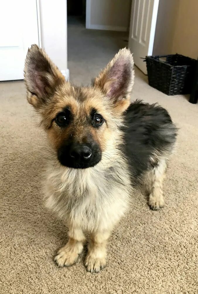 Покажи фото маленьких овчарок Adorable German Shepherd with Dwarfism Will Stay Puppy-Sized Forever