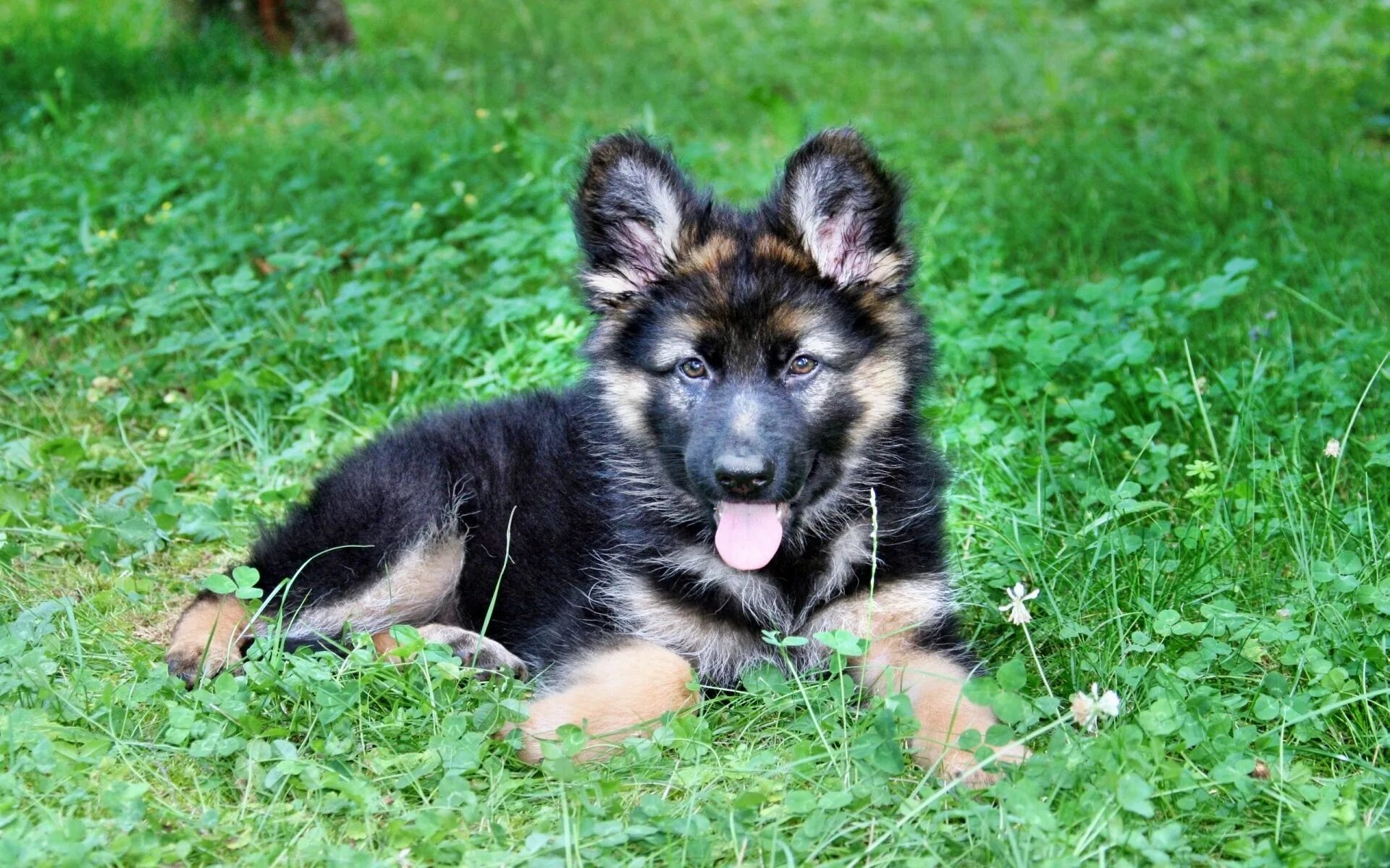 Покажи фото маленьких овчарок chiot berger allemand Berger allemand, Chiot, Chiots berger allemands