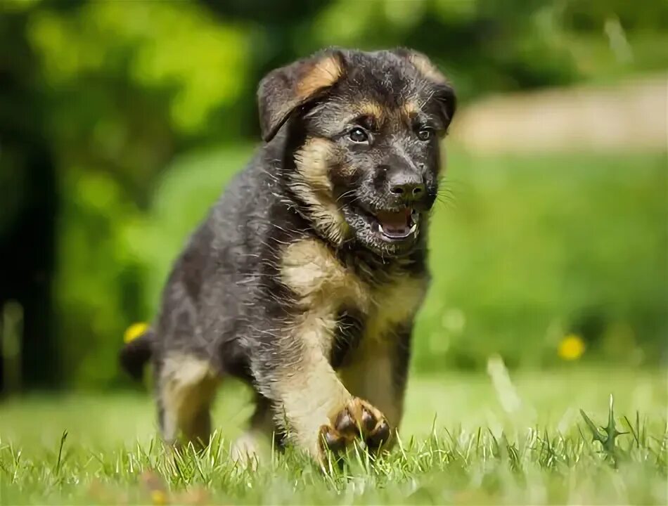 Покажи фото маленьких овчарок German Shepherd Puppies Зображення - огляд 114,673 Стокові фото, векторні зображ