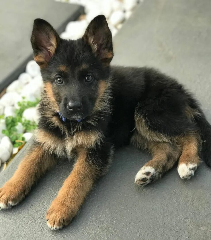 Покажи фото маленьких овчарок Von Calvo German Shepherd Puppies Shepherd puppies, German shepherd puppies, Ger