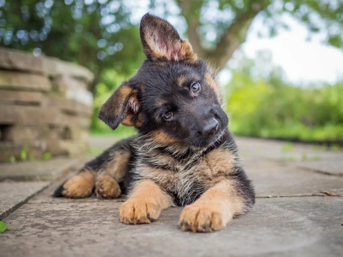 Покажи фото маленьких овчарок Mini Shepherd - Gorodprizrak