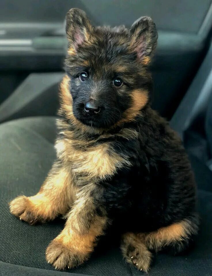 Покажи фото маленьких овчарок Pin on Puppy Love German shepherd dogs, German shepherd puppies, Shepherd dog