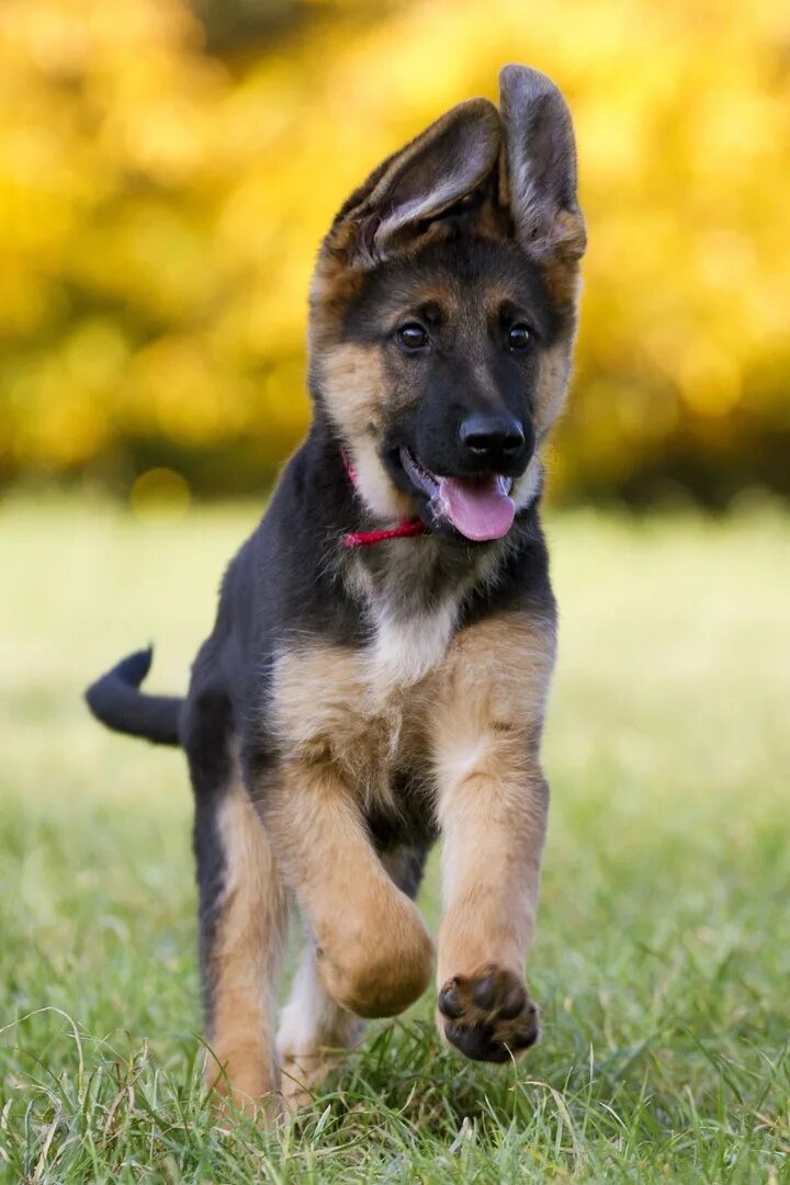 Покажи фото маленьких овчарок The German Shepherd 2023 Собачники VK